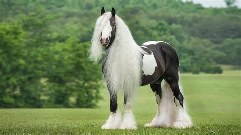 Beautiful Horse Breeds of the World - HubPages