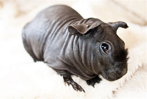 Skinny Pig Care - The Best Source for Taking Care of your Hairless ...