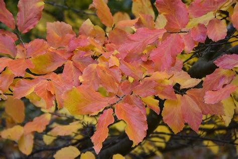 Parrotia persica 'Vanessa' (Persian Ironwood)