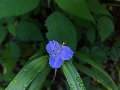 A Guide to North Carolina’s Blue Wildflowers – Nature Blog Network