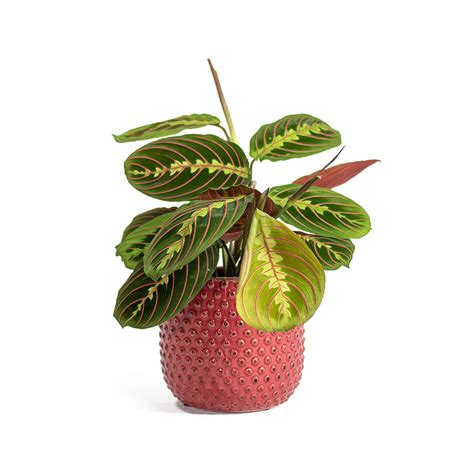 Tropical Indoor Plants - Buy Tropical Houseplants Online | Hortology