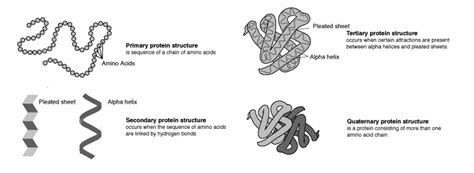 Protein Folding | ChemTalk