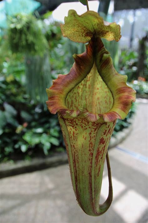 pitcher plant care australia - Differentiates Bloggers Image Database