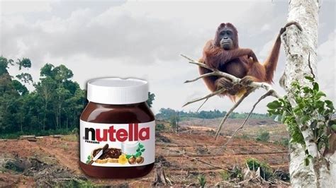 Petition · Don't Buy Nutella - Palm Oil Kills · Change.org