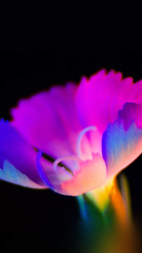 Neon Flower Wallpapers - Wallpaper Cave