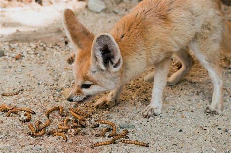 What does a fennec fox eat? Can they eat can and dog food? – Pets For Children