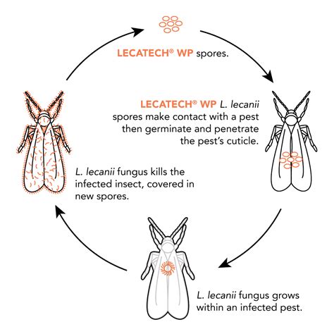 Lecatech-Lifecycle—Whitefly | Dudutech