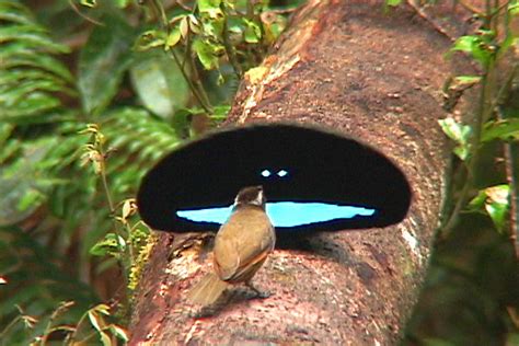 Back to Black: How Birds-of-Paradise Get Their Midnight Feathers | Scientific American