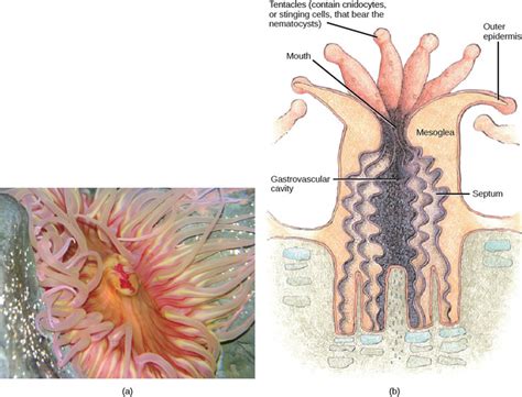 28.2B: Class Anthozoa - Biology LibreTexts