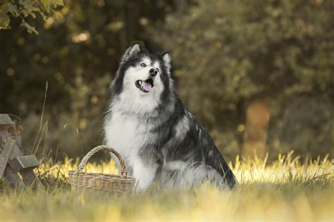 Download Alaskan Malamute Animal Dog 4k Ultra HD Wallpaper