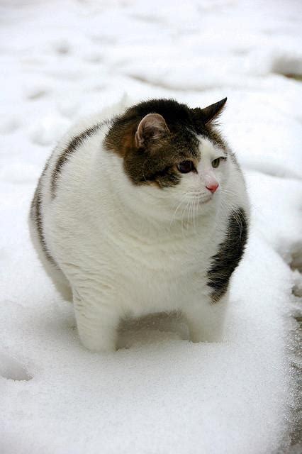 Seriously Cute Fat Cats to Inspire Your New Year Diet | Gracie Lu Shih Tzu