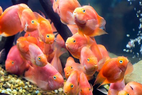 Blood Parrot Cichlid Freshwater Aquarium Fish | Arizona Aquatic Gardens