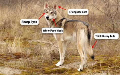 Detailed Coydog Guide (Personality, Care & Health Issues)