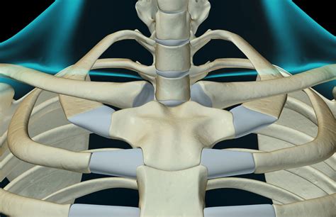 Sternoclavicular (SC) Joint Dislocations