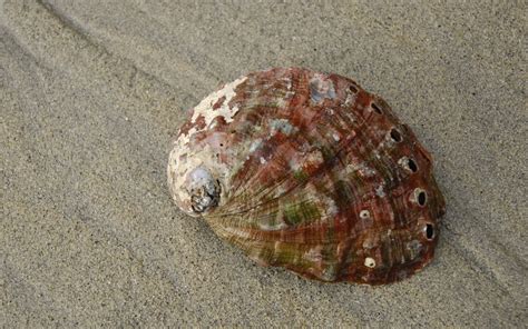 Northern abalone • Haliotis kamtschatkana - Biodiversity of the Central ...