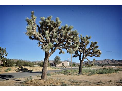 Yucca Valley, CA - Geographic Facts & Maps - MapSof.net