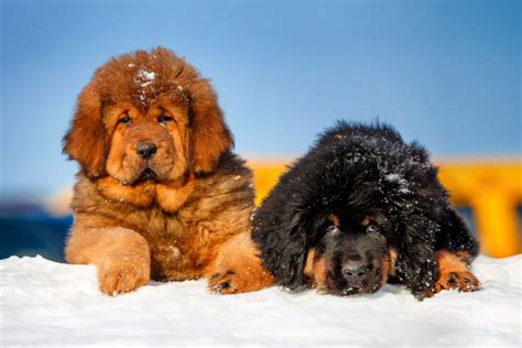 13 Best Tibetan Mastiff Breeders In The U.S.