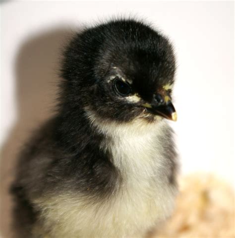 List 96+ Pictures Pictures Of Baby Chicks By Breed Excellent