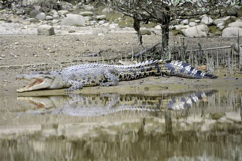 Sungai Brunei - Mangroves; Crocodile (1) | The Capital Bandar Seri ...