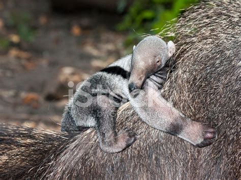 Bébé Fourmilier Géant Photos - FreeImages.com