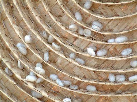 Silkworm cocoons Free Photo Download | FreeImages