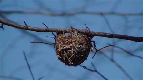 Tales From The Wilds: The Nests of Winter