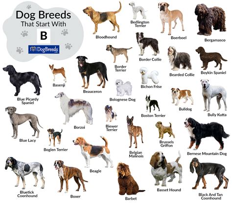 A Dog Breed That Starts With C