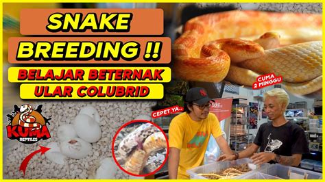 TIPS AND TRICK BREEDING ULAR COLUBRID ! DI JAMIN BERHASIL DAN CUAN ! - YouTube