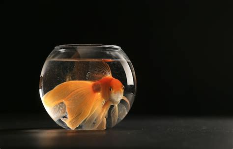 Premium Photo | Goldfish in the aquarium