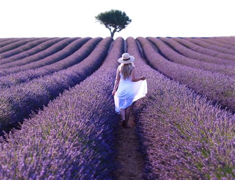 Visit Provence Lavender Fields | Lavender Fields South of France