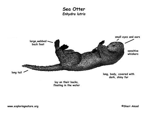 Sea otter, Otters, Life cycles