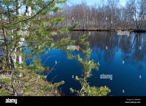 Spring flooding on the river Stock Photo - Alamy