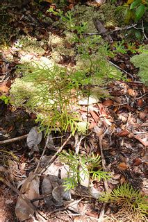 Pioneer vegetation | Pioneer vegetation in Selimbau orchid g… | Flickr