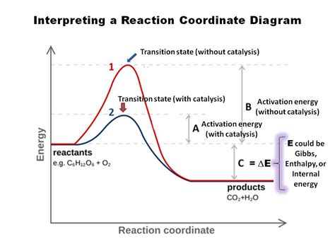 35 Label The Following Reaction Coordinate Diagram - Labels Design ...