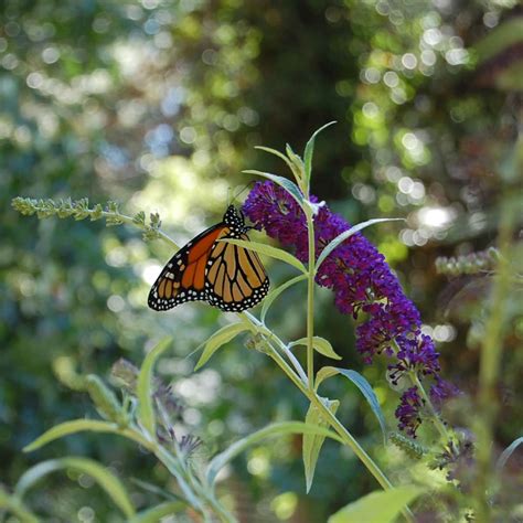 Develop solely the Greatest Buddleia aka Butterfly Bush! - Batang Tabon