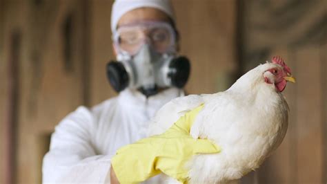 What Texans should know about the spread of H5N1 bird flu | Fort Worth ...