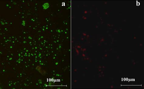 Fluorescence microscopy images of E. coli (× 100). Fluorescence ...