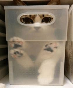 Ten Pictures of Cats Who Want to Be Astronauts