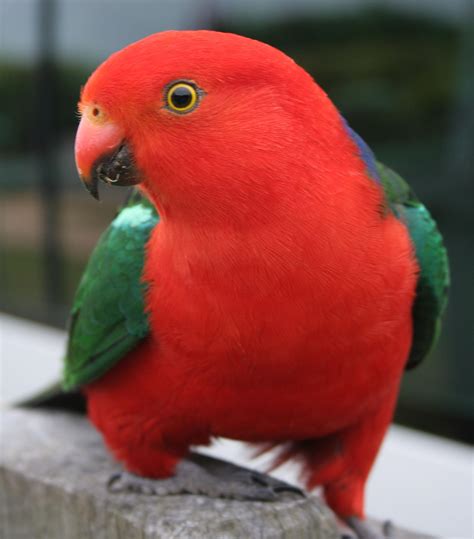 Birds: Australian king Parrot