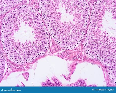 Histology Of Testis Human Tissue Royalty-Free Stock Image | CartoonDealer.com #144640666