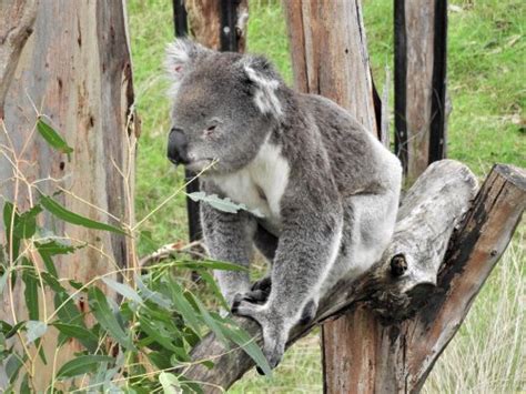 Koala Conservation Reserve on Phillip Island For Cuddly Koalas