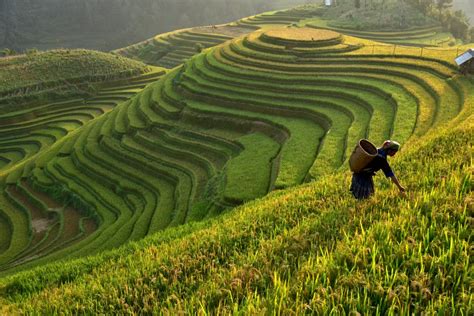 Wie funktioniert traditioneller Reisanbau? - Rii Jii Basmati Reis