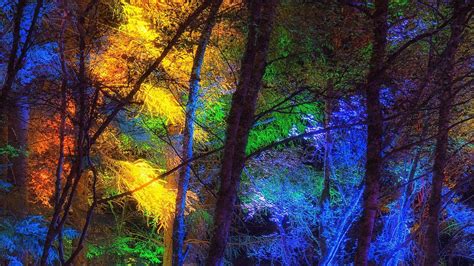 Color Forest Wallpapers - Top Free Color Forest Backgrounds ...