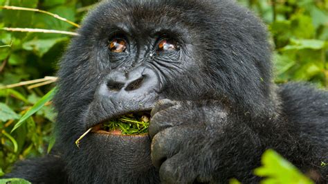 Gorillas in Congo | Congo Gorilla Tours | Virunga National Park Tours