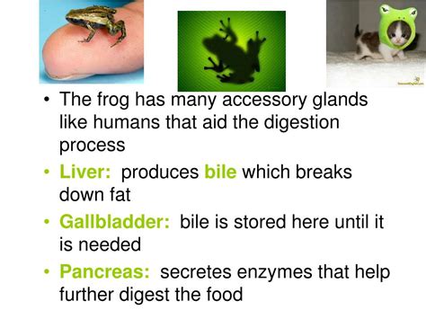 PPT - The Frog: circulatory system PowerPoint Presentation, free download - ID:4321181