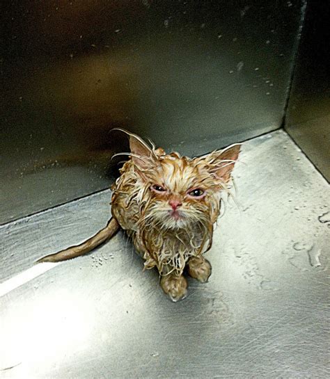 Bath time | Cat pics, Kitten images, Funny cats