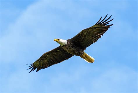 American Bald Eagle Flying Photograph by Deborah Ferrin | Pixels