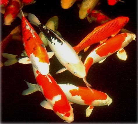 facts around us: koi carp fish | colorful koi fish | japanese koi carp goldfish