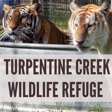 Turpentine Creek Wildlife Refuge in Eureka Springs – Why You Should Go ...