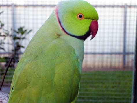 Green Indian Ringneck by N-ScapePhotography on DeviantArt